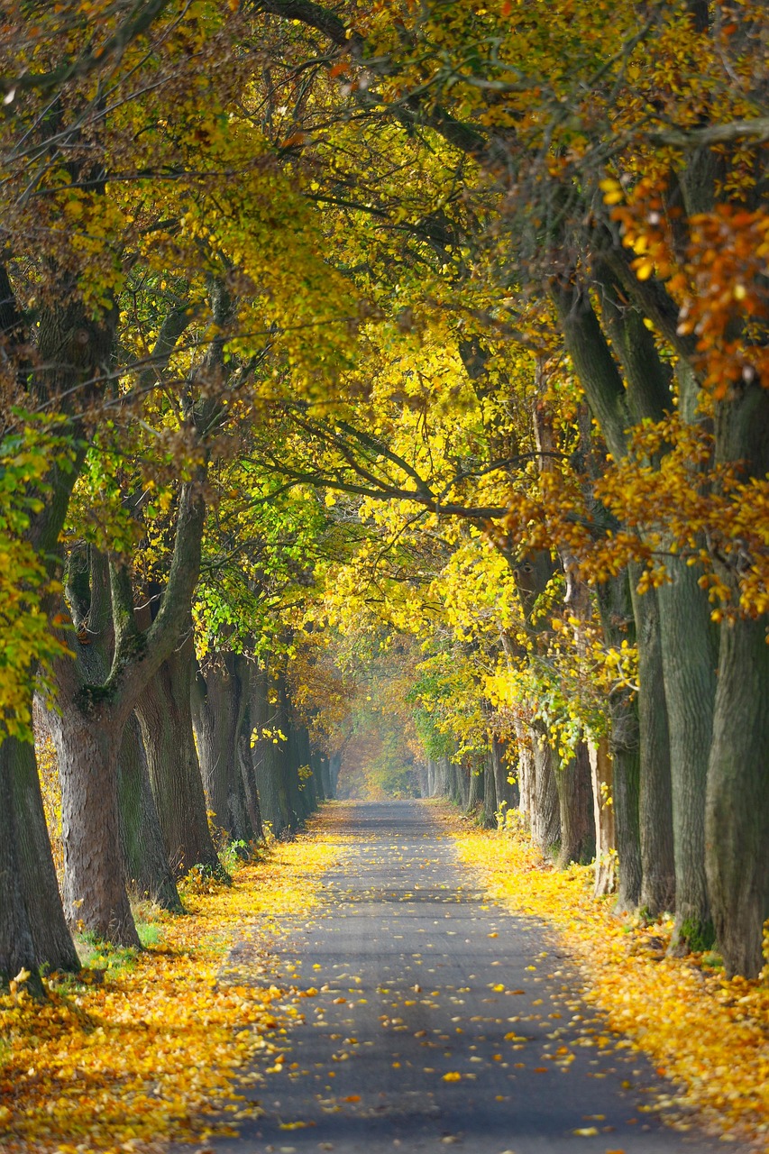 autumn, road, trees, avenue, village, kuyavian-pomeranian voivodeship, nature, alley, poland, landscape, fall, road, village, nature, nature, nature, nature, nature, landscape